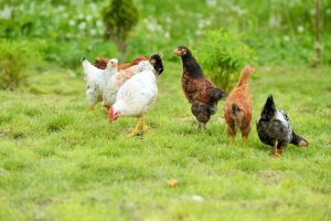 The Use Of Poultry Water For Fertilizer